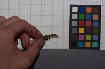 Media type: image;   Herpetology R-186860